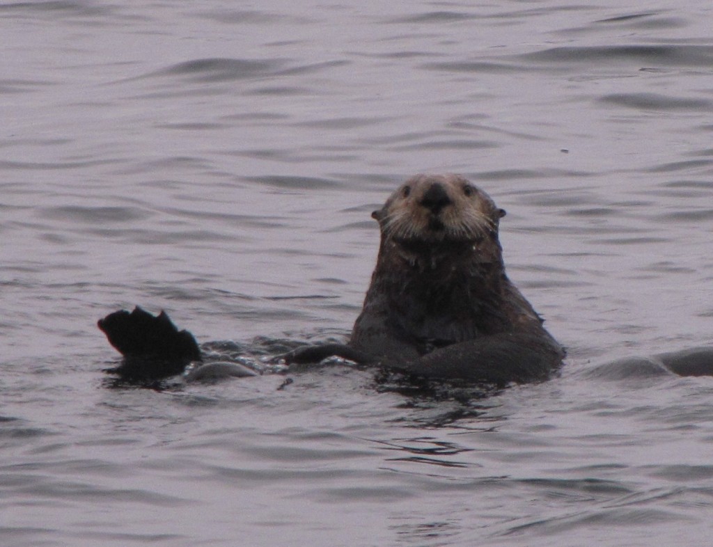 alaska sea otter